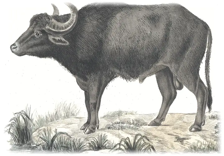 Trâu