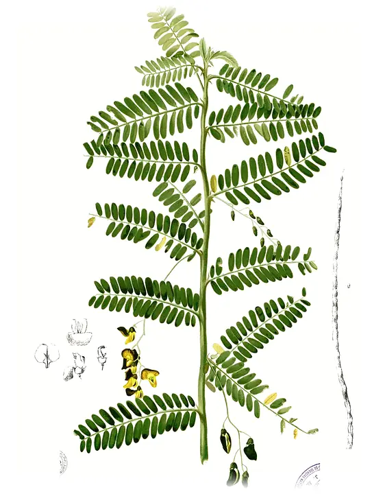 Điên điển
