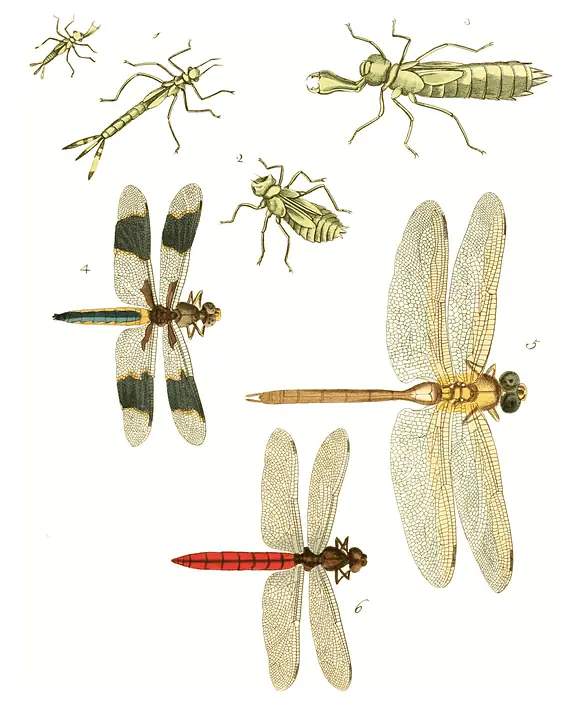 Chuồn chuồn