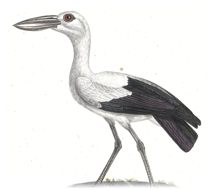 Cò ốc