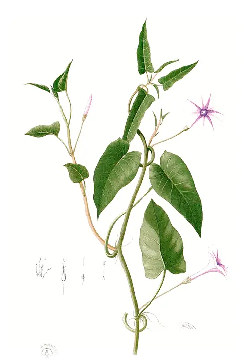 Rau muống